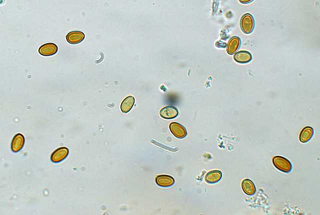 Pholiota spec. (cfr. Pholiota mixta)